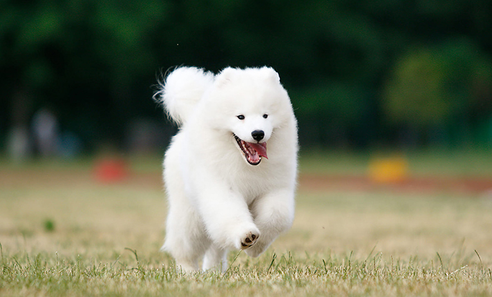 Long best sale run samoyeds