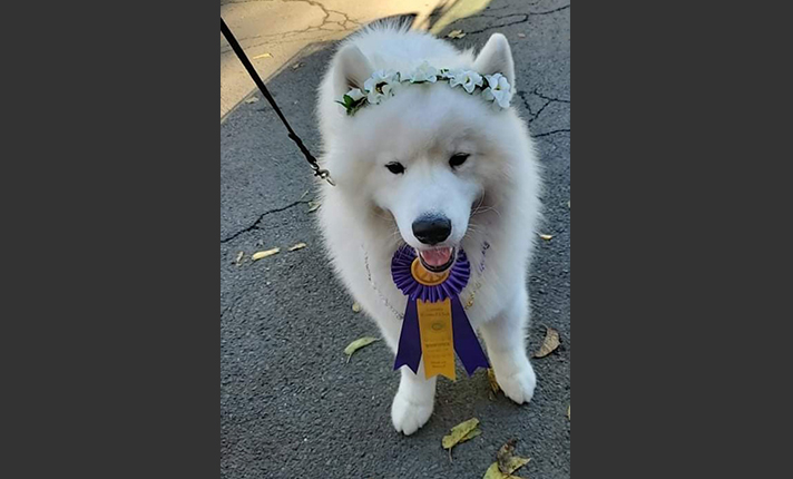 Samoyed 2024 apartment living