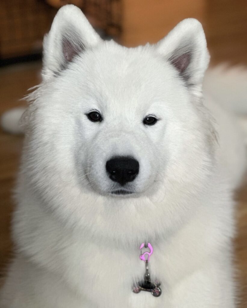 White best sale magic samoyed