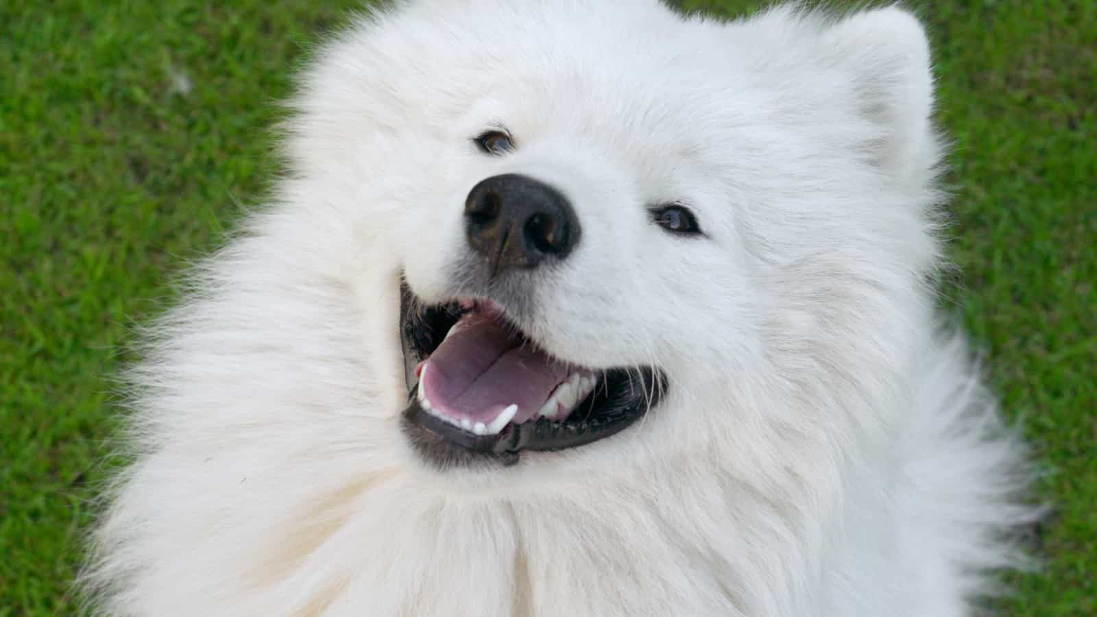 How To Crate Train Your Puppy - Imperial Samoyeds