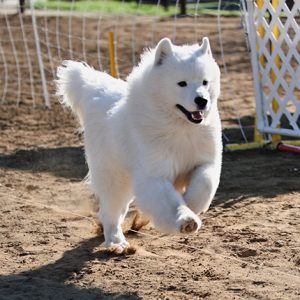 Samoyeds How To Stop Pulling Imperial Samoyeds